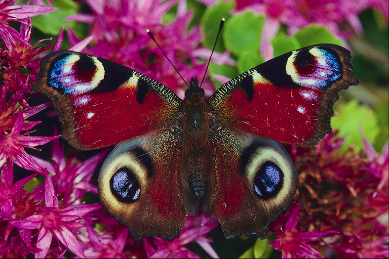  (Lepidoptera) ,  (Lepidoptera