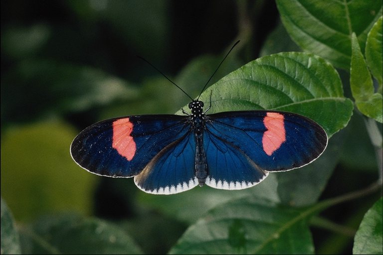  (Lepidoptera) ,  (Lepidoptera