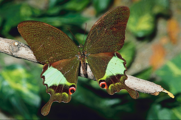  (Lepidoptera) ,  (Lepidoptera
