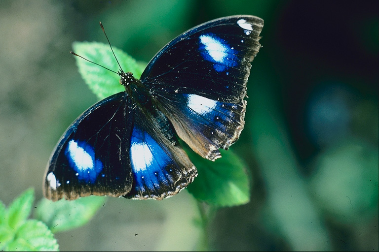  (Lepidoptera) ,  (Lepidoptera