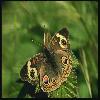  (Lepidoptera) 116