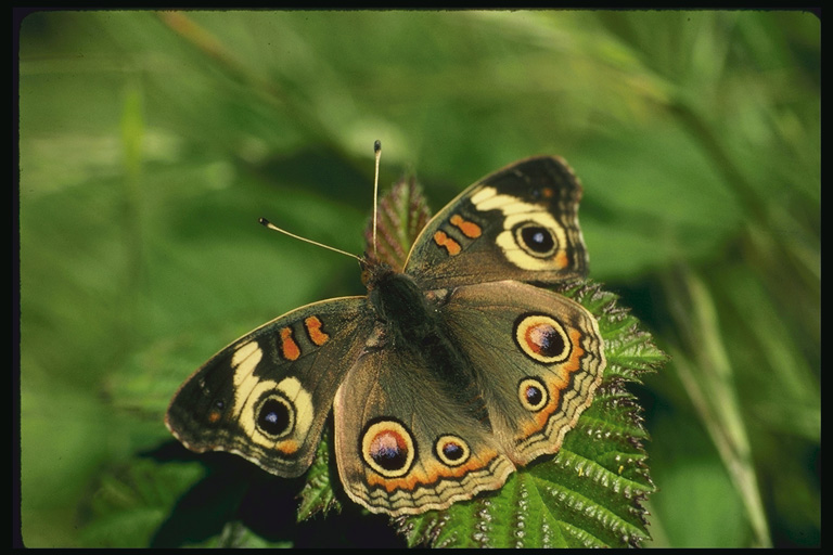  (Lepidoptera) ,  (Lepidoptera