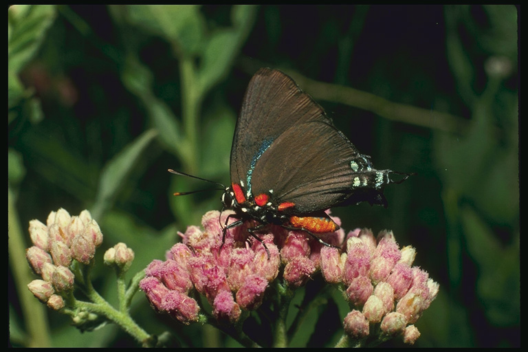  (Lepidoptera) ,  (Lepidoptera