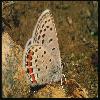  (Lepidoptera) 119