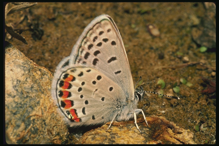  (Lepidoptera) ,  (Lepidoptera