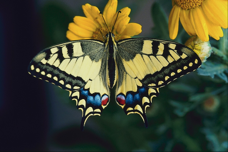  (Lepidoptera) ,  (Lepidoptera