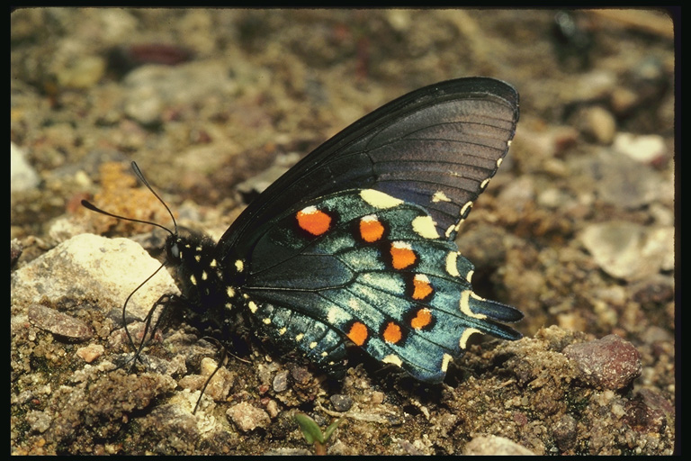  (Lepidoptera) ,  (Lepidoptera