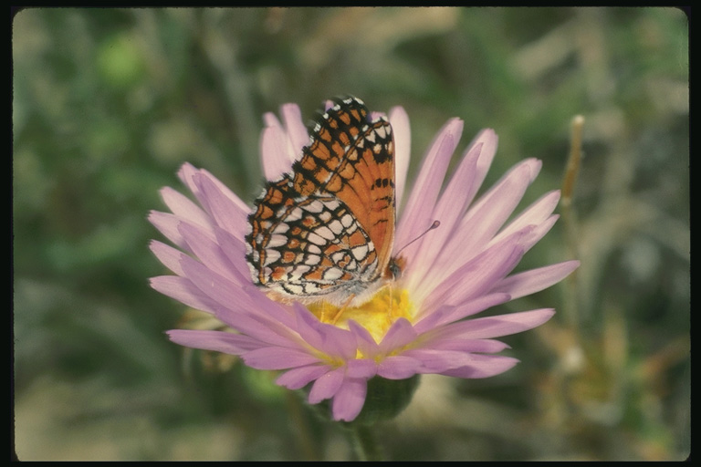  (Lepidoptera) ,  (Lepidoptera