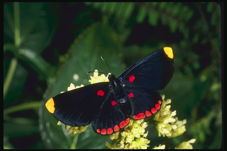  (Lepidoptera) ,  (Lepidoptera