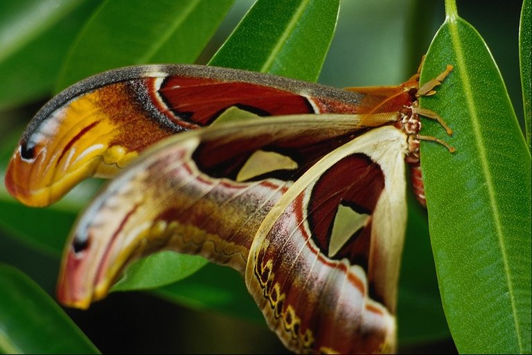  (Lepidoptera) ,  (Lepidoptera