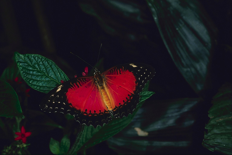  (Lepidoptera) ,  (Lepidoptera