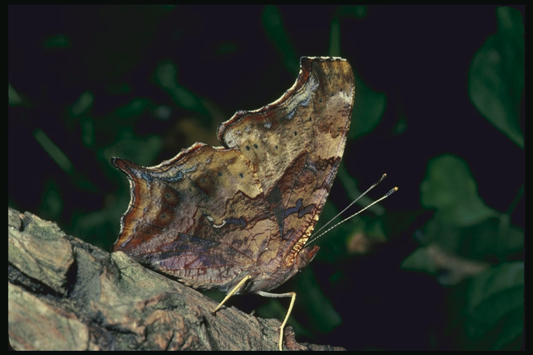  (Lepidoptera) ,  (Lepidoptera