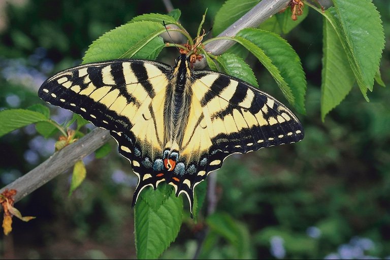  (Lepidoptera) ,  (Lepidoptera