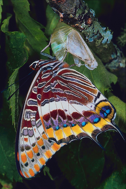  (Lepidoptera) ,  (Lepidoptera