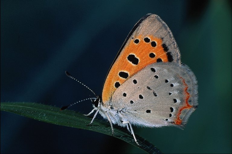  (Lepidoptera) ,  (Lepidoptera