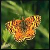  (Lepidoptera) 133
