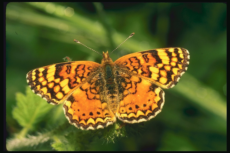  (Lepidoptera) ,  (Lepidoptera