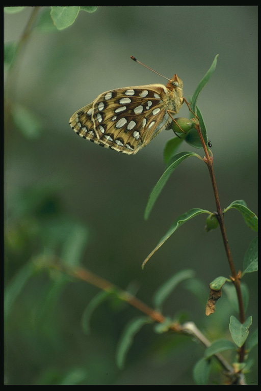  (Lepidoptera) ,  (Lepidoptera