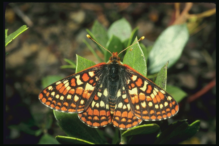  (Lepidoptera) ,  (Lepidoptera