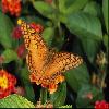  (Lepidoptera) 137