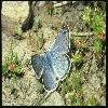  (Lepidoptera) 138