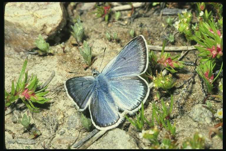  (Lepidoptera) ,  (Lepidoptera