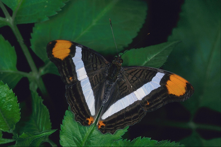  (Lepidoptera) ,  (Lepidoptera