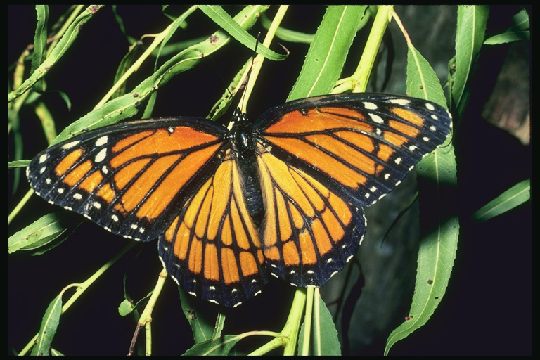  (Lepidoptera) ,  (Lepidoptera