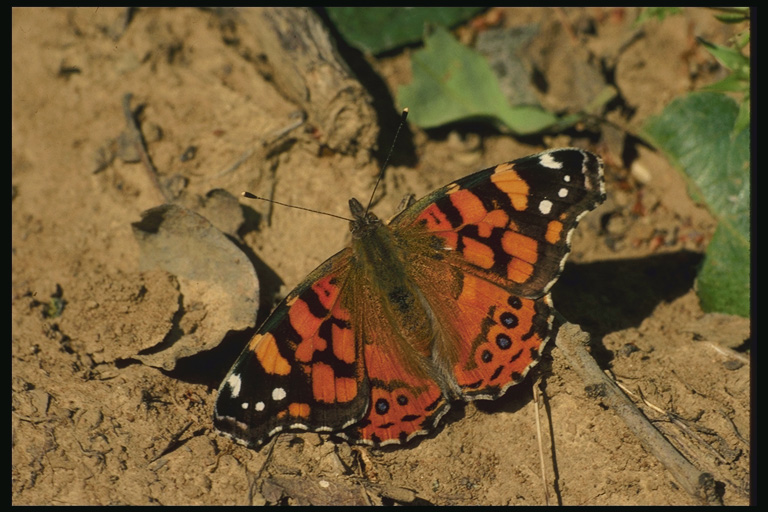  (Lepidoptera) ,  (Lepidoptera