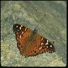  (Lepidoptera) 142