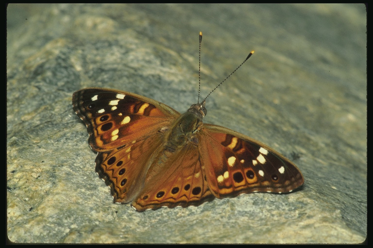  (Lepidoptera) ,  (Lepidoptera