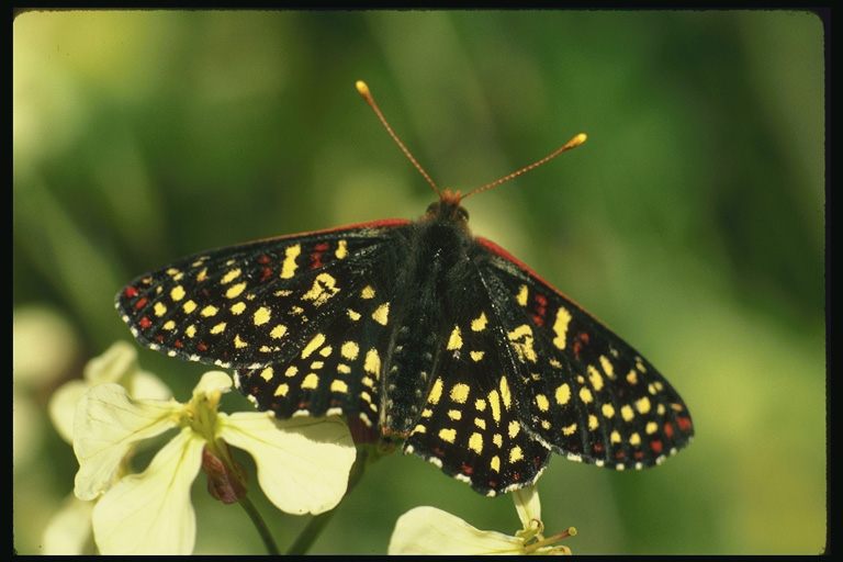  (Lepidoptera) ,  (Lepidoptera