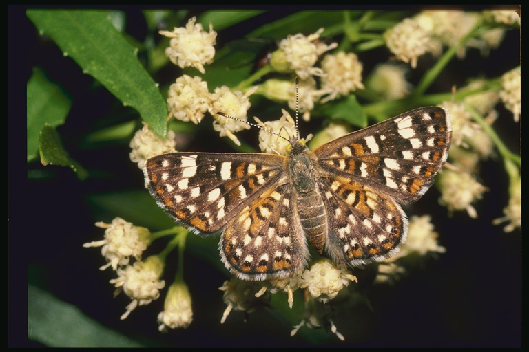  (Lepidoptera) ,  (Lepidoptera