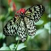  (Lepidoptera) 145