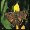  (Lepidoptera) 146