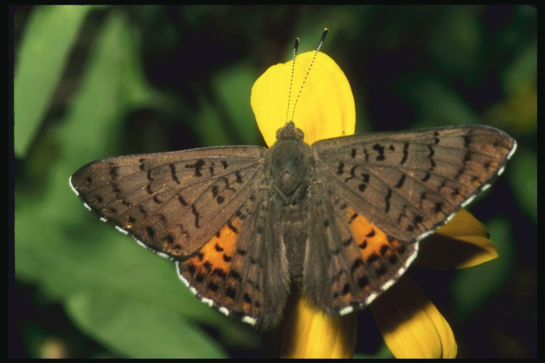  (Lepidoptera) ,  (Lepidoptera