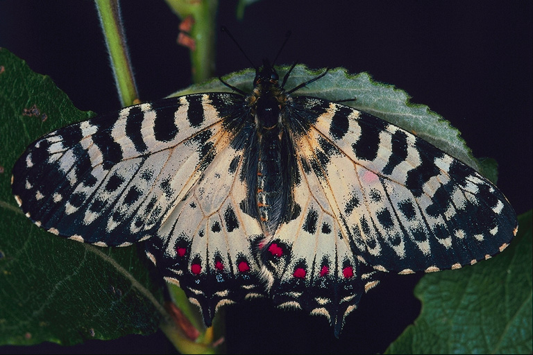  (Lepidoptera) ,  (Lepidoptera