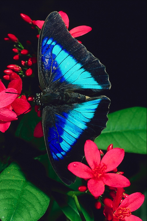  (Lepidoptera) ,  (Lepidoptera