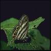  (Lepidoptera) 149