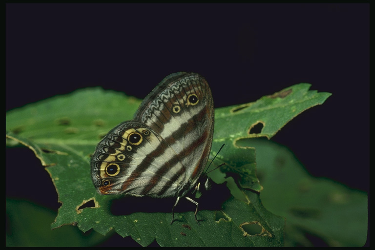  (Lepidoptera) ,  (Lepidoptera