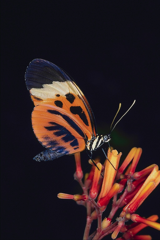  (Lepidoptera) ,  (Lepidoptera