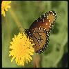  (Lepidoptera) 153