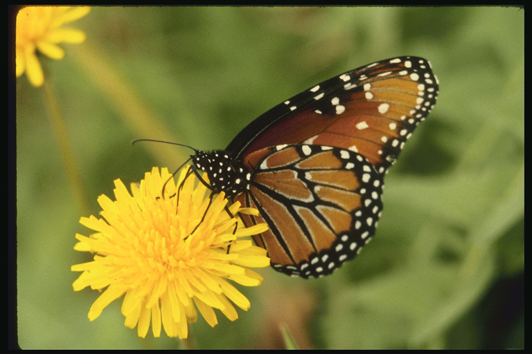  (Lepidoptera) ,  (Lepidoptera