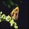  (Lepidoptera) 154