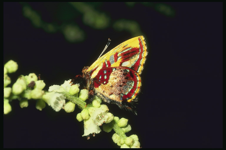  (Lepidoptera) ,  (Lepidoptera