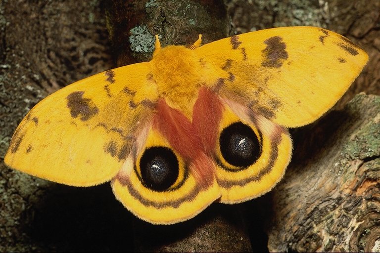  (Lepidoptera) ,  (Lepidoptera