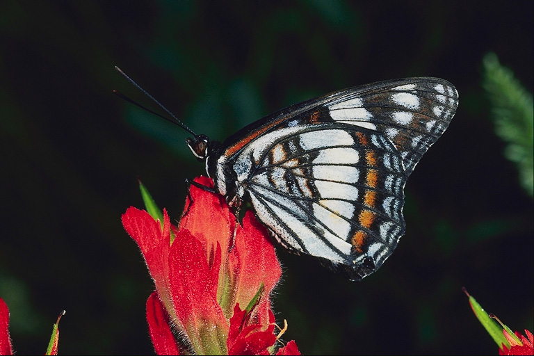  (Lepidoptera) ,  (Lepidoptera