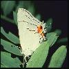  (Lepidoptera) 157