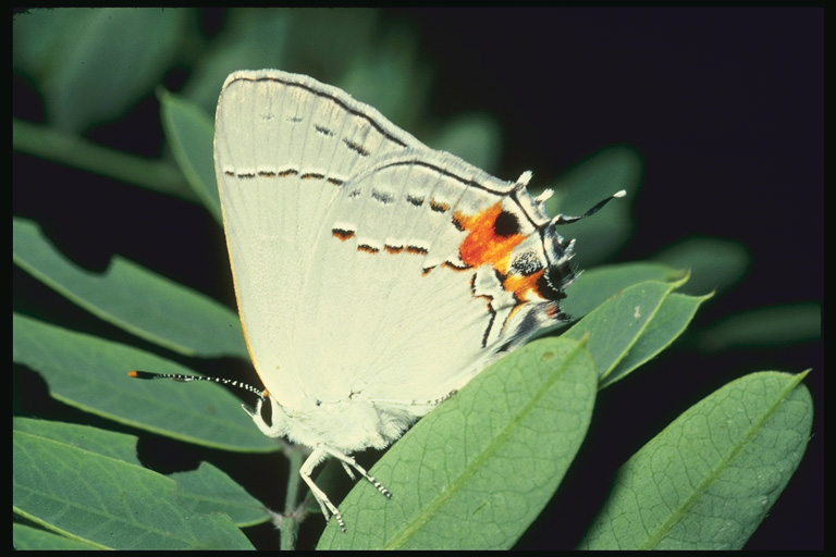  (Lepidoptera) ,  (Lepidoptera