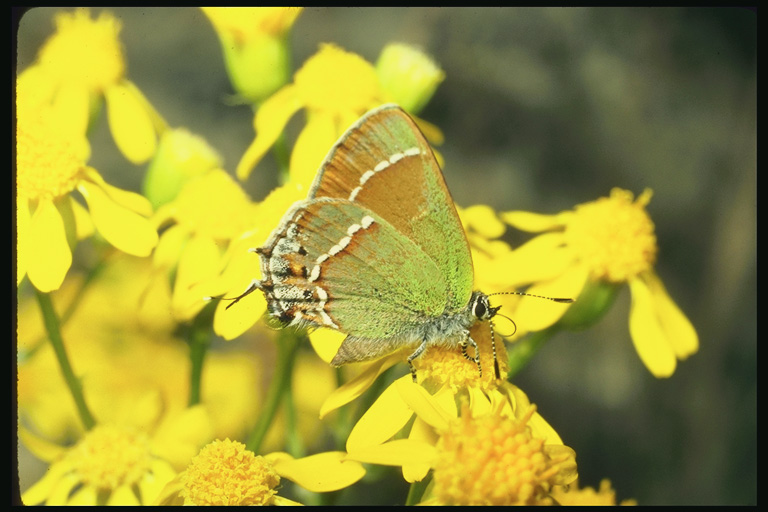  (Lepidoptera) ,  (Lepidoptera